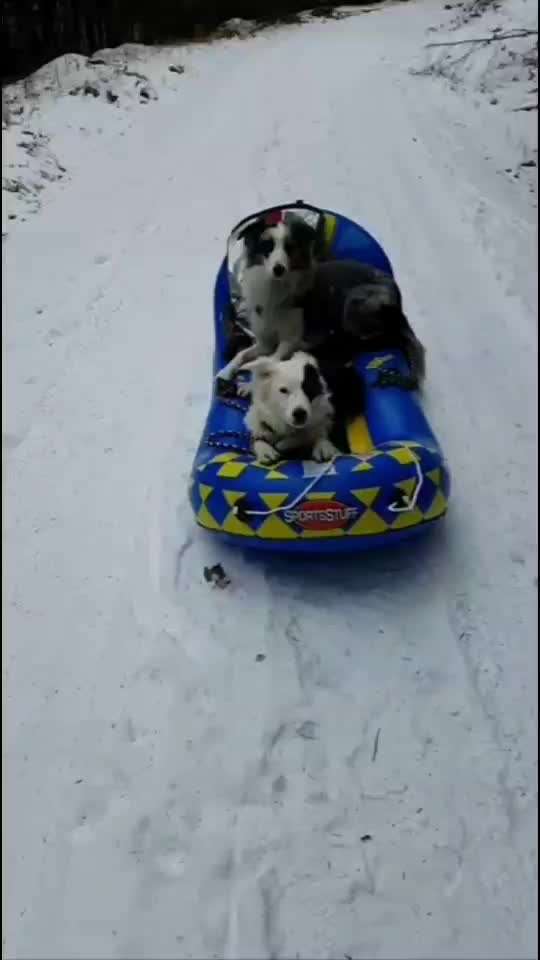 Foto Challenge Nr.: 114
Hunde im Schnee-Beitrag-Bild