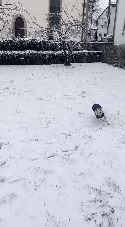 Windhunde - Treffen der besonderen Schönheiten
HERZLICH WILLKOMMEN-Beitrag-Bild