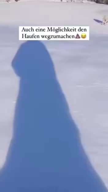 Hunde Memes-Beitrag-Bild