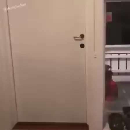 Hunde Memes-Beitrag-Bild