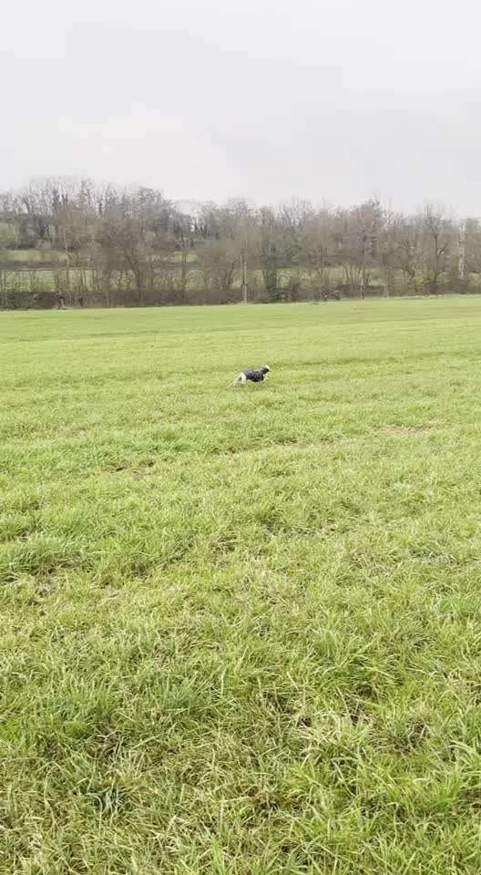 Windhunde - Treffen der besonderen Schönheiten
HERZLICH WILLKOMMEN-Beitrag-Bild