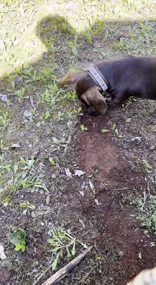 Immer der Nase nach - die schönsten Jagdhund-Bilder-Beitrag-Bild