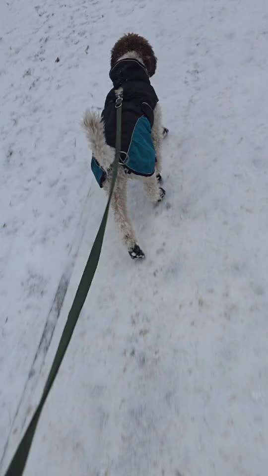 Schutz vor Streusalz-Beitrag-Bild