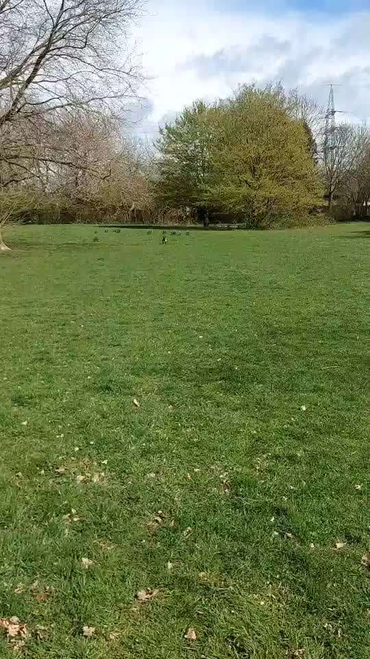 Schlagende Hundebesitzer-Beitrag-Bild