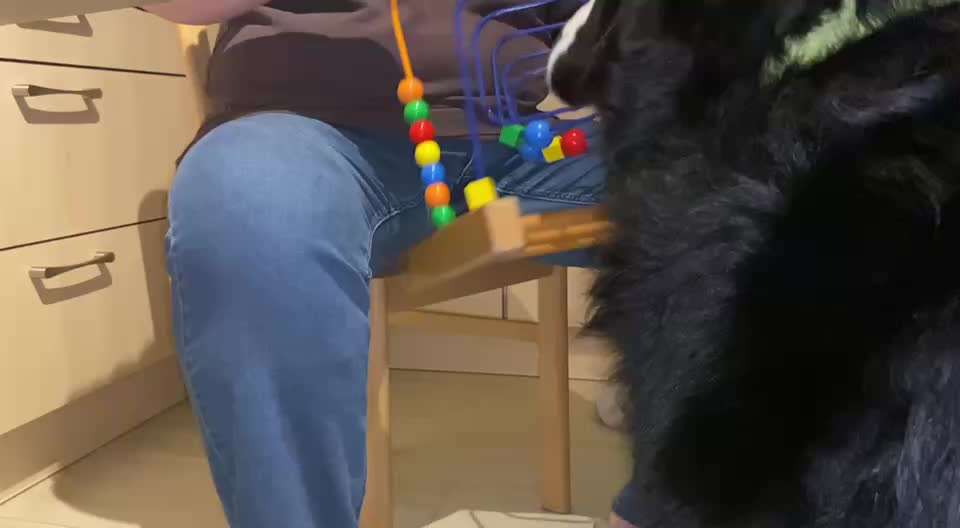 97. Gemeinsames Tricktraining: Motorikschleife / Klötze schieben-Beitrag-Bild