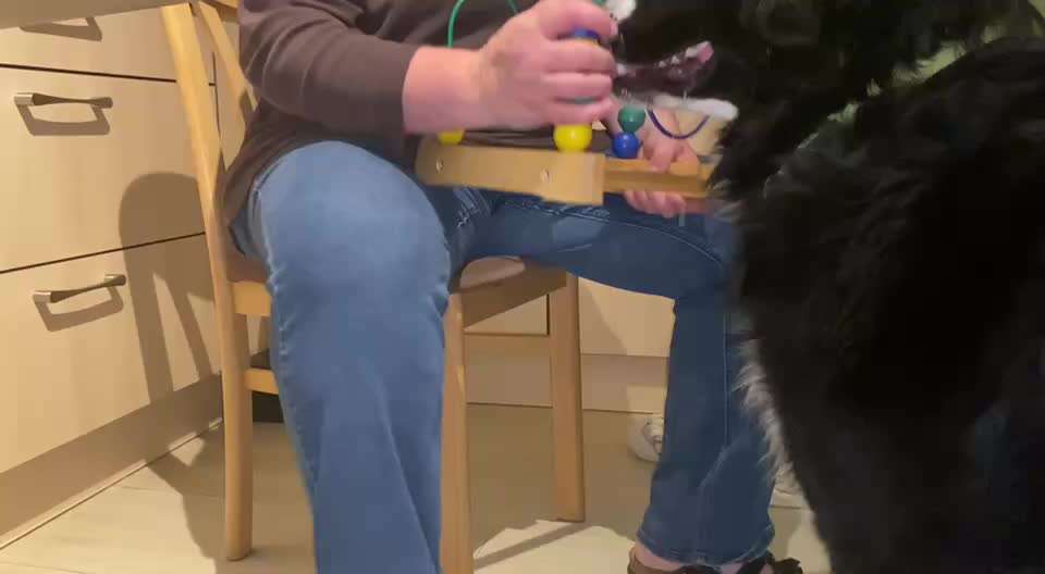 97. Gemeinsames Tricktraining: Motorikschleife / Klötze schieben-Beitrag-Bild