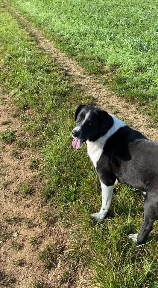 Wesensveränderung bei alten Hund-Beitrag-Bild