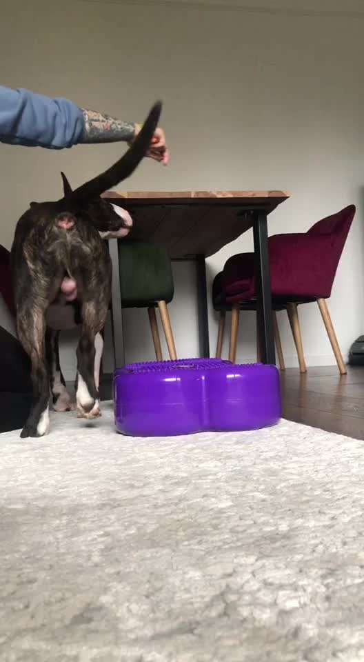 Miniatur Bull Terrier-Beitrag-Bild