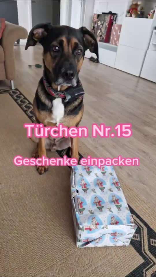 Action-Fun Hund- Aventskalender-Beitrag-Bild