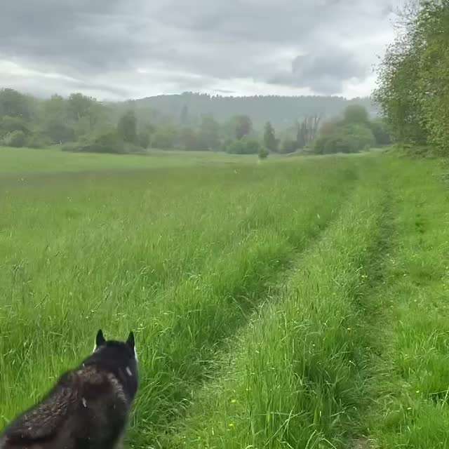 Husky-Beitrag-Bild