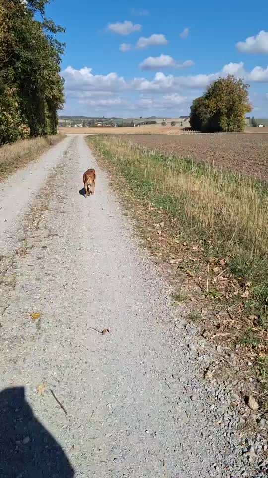 aktuelles Foto Gruppe Labrador
