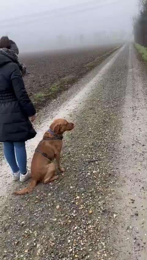 aktuelles Foto Gruppe Labrador