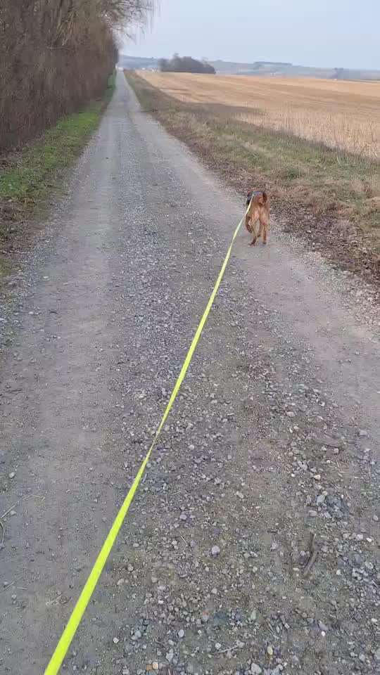 aktuelles Foto Gruppe Labrador