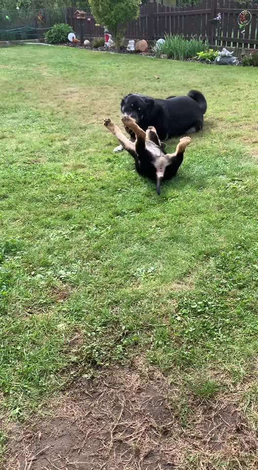 Hunde ohne Unterwolle-Beitrag-Bild