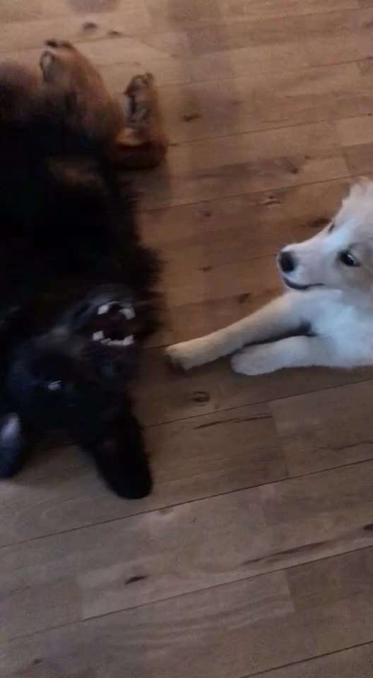 Zeigt hier Euer liebstes Video Eurer Hunde-Beitrag-Bild