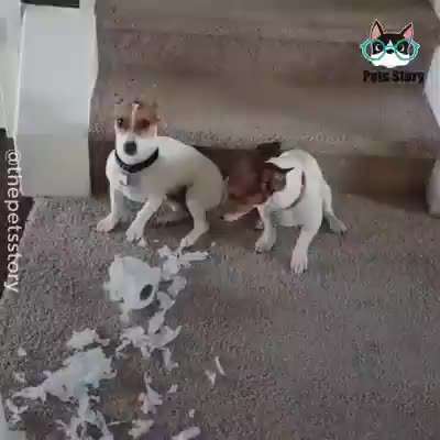 Hier ist der Spaßthread. Zum Schmunzeln und Kaputtlachen-Beitrag-Bild