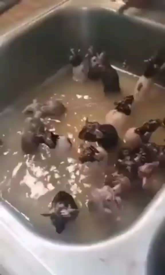 Hier ist der Spaßthread. Zum Schmunzeln und Kaputtlachen-Beitrag-Bild