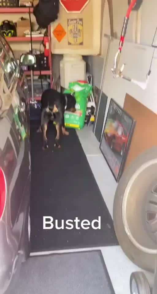 Hier ist der Spaßthread. Zum Schmunzeln und Kaputtlachen-Beitrag-Bild