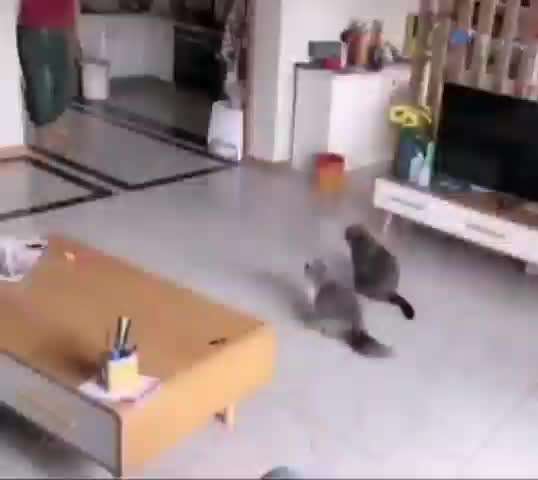 Hier ist der Spaßthread. Zum Schmunzeln und Kaputtlachen-Beitrag-Bild