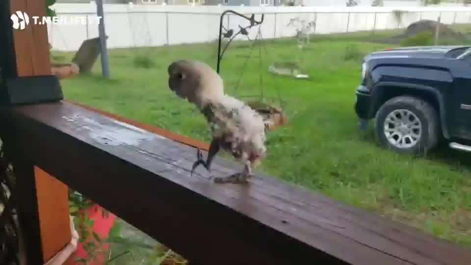 Hier ist der Spaßthread. Zum Schmunzeln und Kaputtlachen-Beitrag-Bild