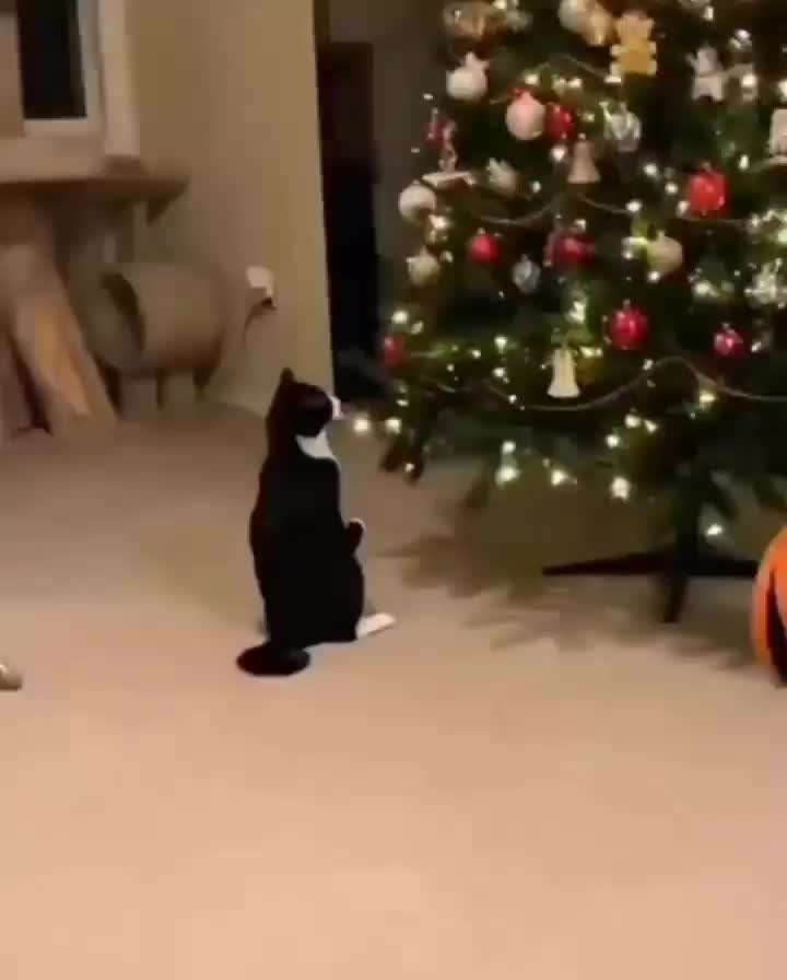 Hier ist der Spaßthread. Zum Schmunzeln und Kaputtlachen-Beitrag-Bild