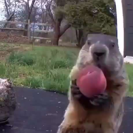 Hier ist der Spaßthread. Zum Schmunzeln und Kaputtlachen-Beitrag-Bild