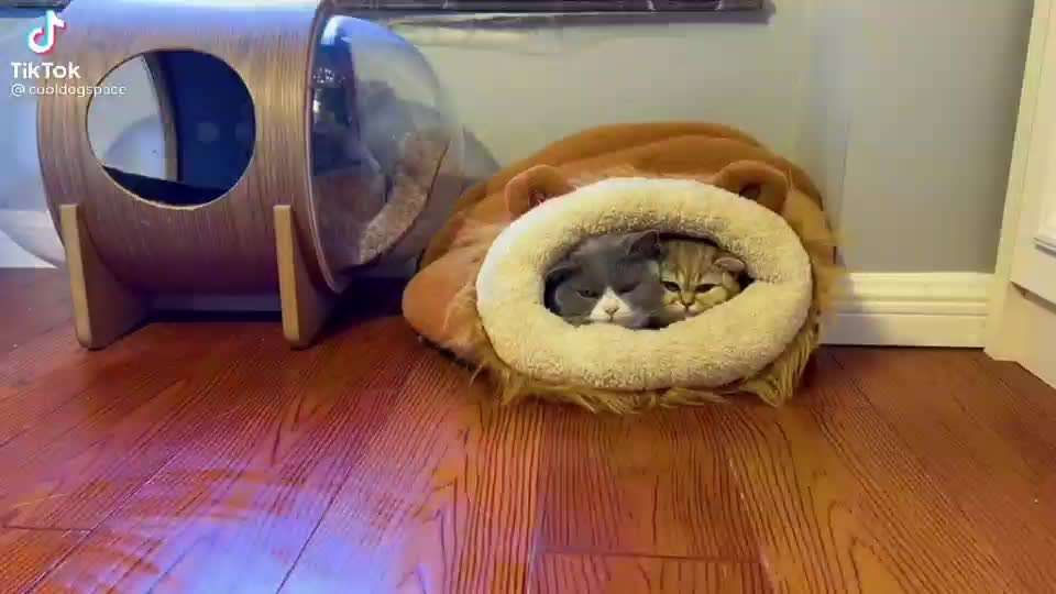 Hier ist der Spaßthread. Zum Schmunzeln und Kaputtlachen-Beitrag-Bild