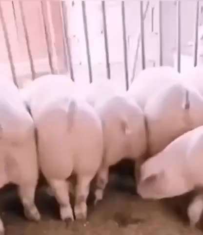 Hier ist der Spaßthread. Zum Schmunzeln und Kaputtlachen-Beitrag-Bild