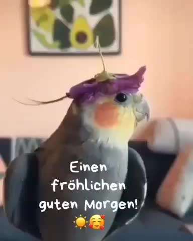 Hier ist der Spaßthread. Zum Schmunzeln und Kaputtlachen-Beitrag-Bild