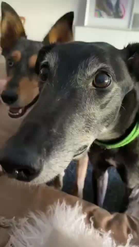 Hier ist der Spaßthread. Zum Schmunzeln und Kaputtlachen-Beitrag-Bild