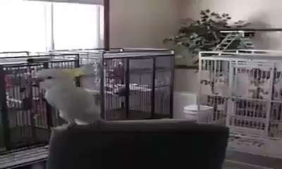 Hier ist der Spaßthread. Zum Schmunzeln und Kaputtlachen-Beitrag-Bild