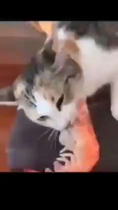 Hier ist der Spaßthread. Zum Schmunzeln und Kaputtlachen-Beitrag-Bild