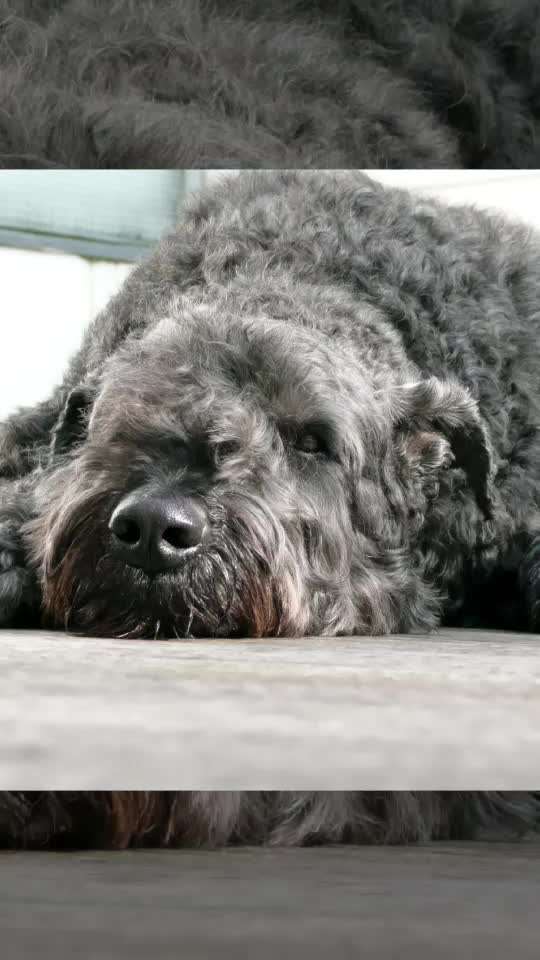 Unsere Fellnasen im Regenbogenland-Beitrag-Bild