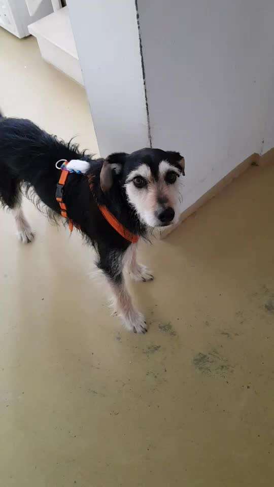 28.Imulskontrollübung             ,,Fahrstuhl fahren ,,-Beitrag-Bild