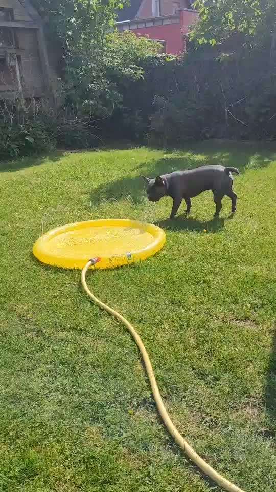 Französische Bulldoggen-Beitrag-Bild