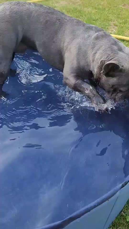 Französische Bulldoggen-Beitrag-Bild