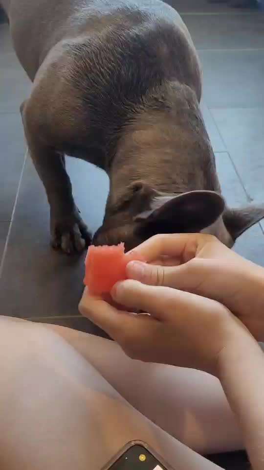 Französische Bulldoggen-Beitrag-Bild