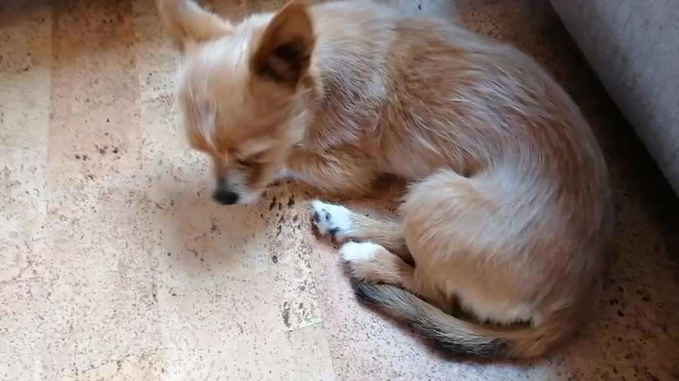 Wer kennt auch so ein Verhalten?-Beitrag-Bild