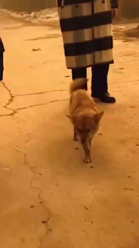 Hunde Memes-Beitrag-Bild