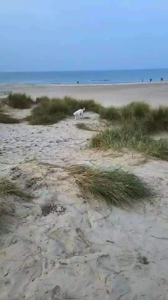 Video-Challange Nr. 9
Der unsinnige Hund-Beitrag-Bild