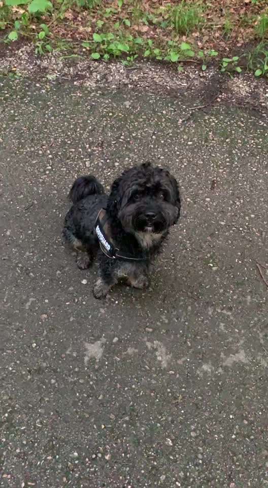 Zeigt hier Euer liebstes Video Eurer Hunde-Beitrag-Bild