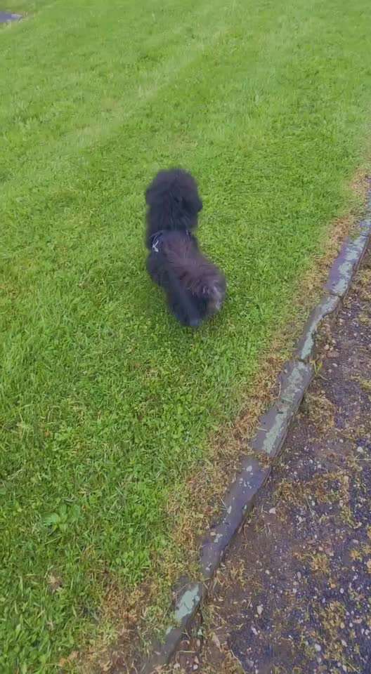 Handy Video Challenge Nr. 37 - "Dein Hund auf der Wiese"-Beitrag-Bild