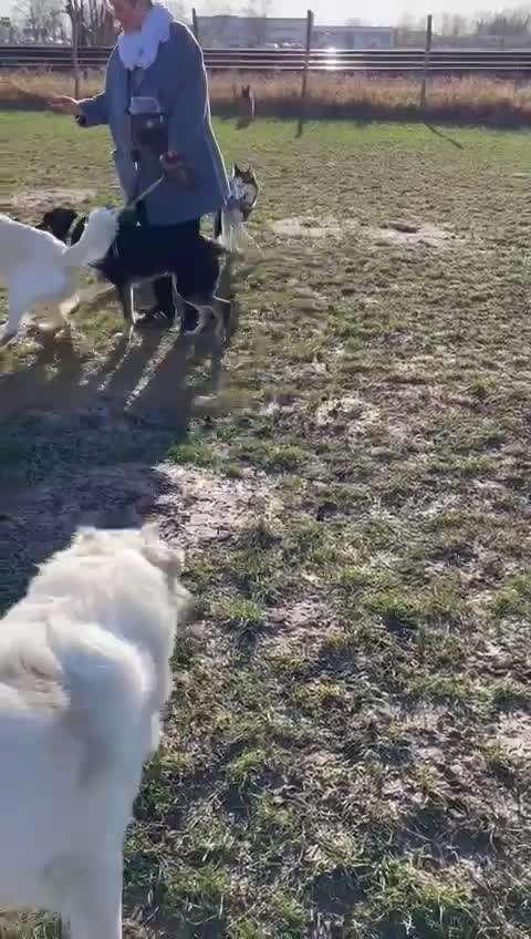 Maremmano-Beitrag-Bild