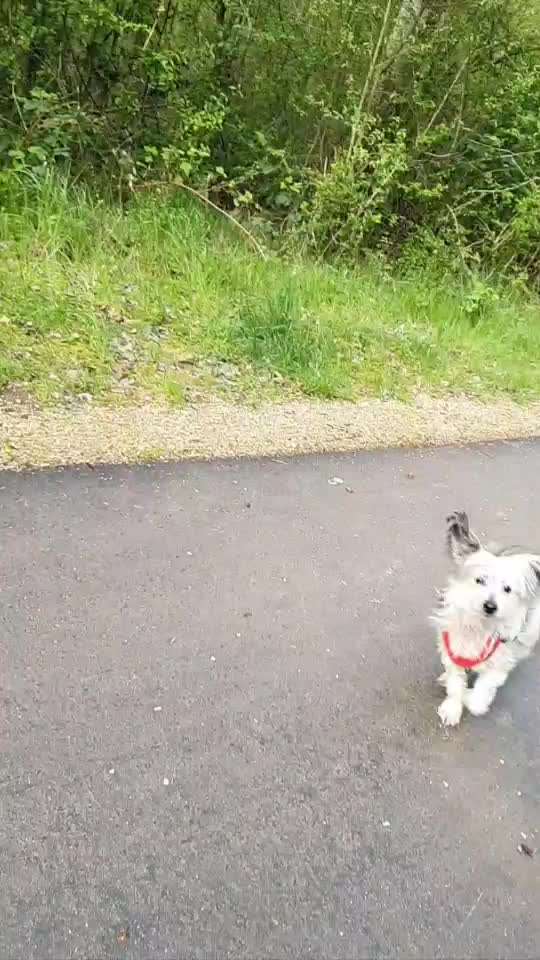 Dogorama Photo Challenge - besondere Eigenschaften-Beitrag-Bild