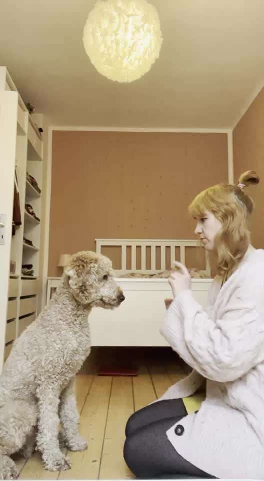 Impulskontrolle-Challenge Nr. 1: 10 Leckerli Spiel-Beitrag-Bild