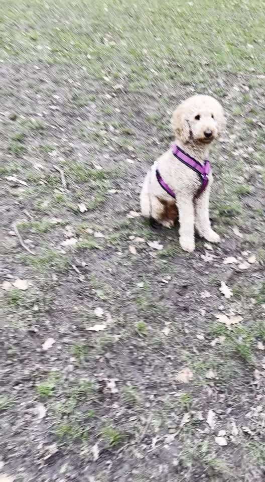 Impulskontrolle-Challenge Nr. 2: Vorbei laufen-Beitrag-Bild