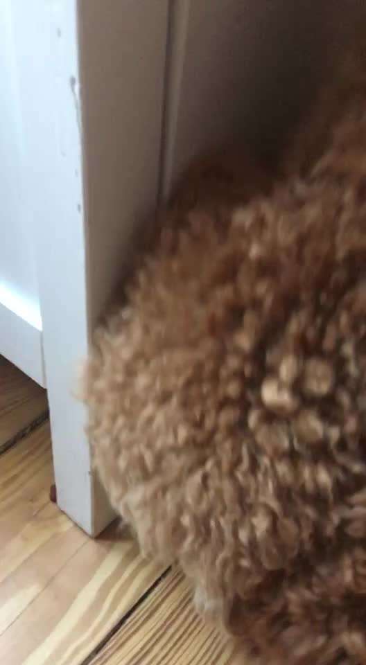 Video-Challange Nr. 9
Der unsinnige Hund-Beitrag-Bild