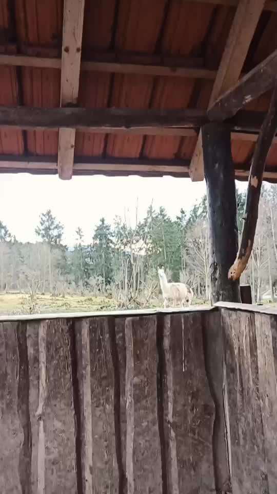 Boxer ???-Beitrag-Bild