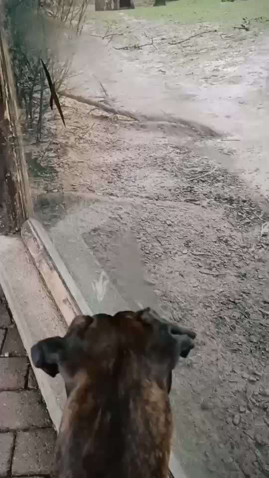 Deutsche Boxer-Beitrag-Bild