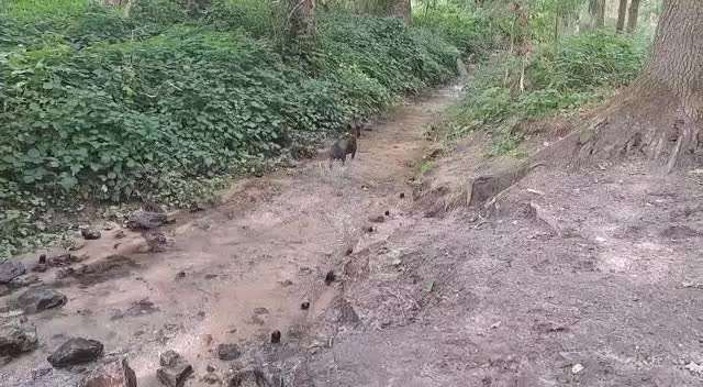 Französische Bulldoggen-Beitrag-Bild